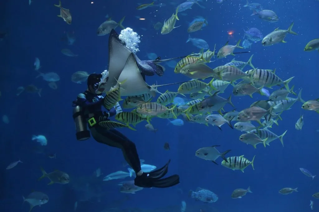 Diving Package - PADI Rescue Certification 8D7N (6 Dives)