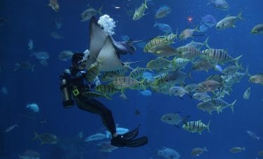 Diving Package - PADI Rescue Certification 8D7N (6 Dives)