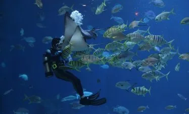 Diving Package - PADI Rescue Certification 8D7N (6 Dives)