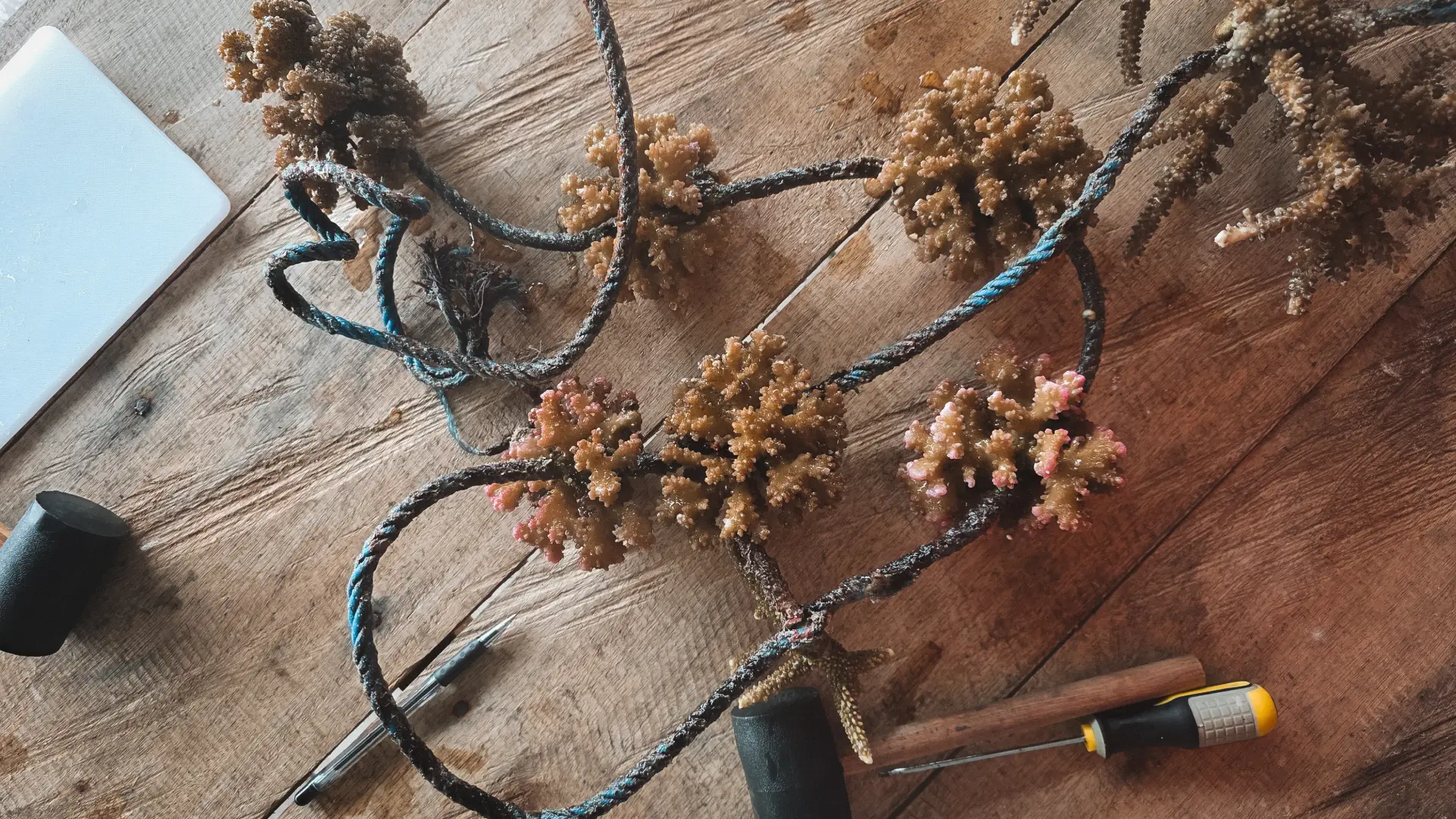 A Commitment That Extends Beyond the Island