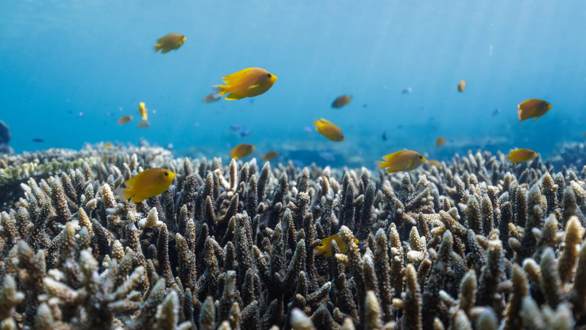 Protecting Paradise Together: The Coral Package at Katembe Private Island