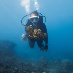 Diving 8D7N, include 10 dives