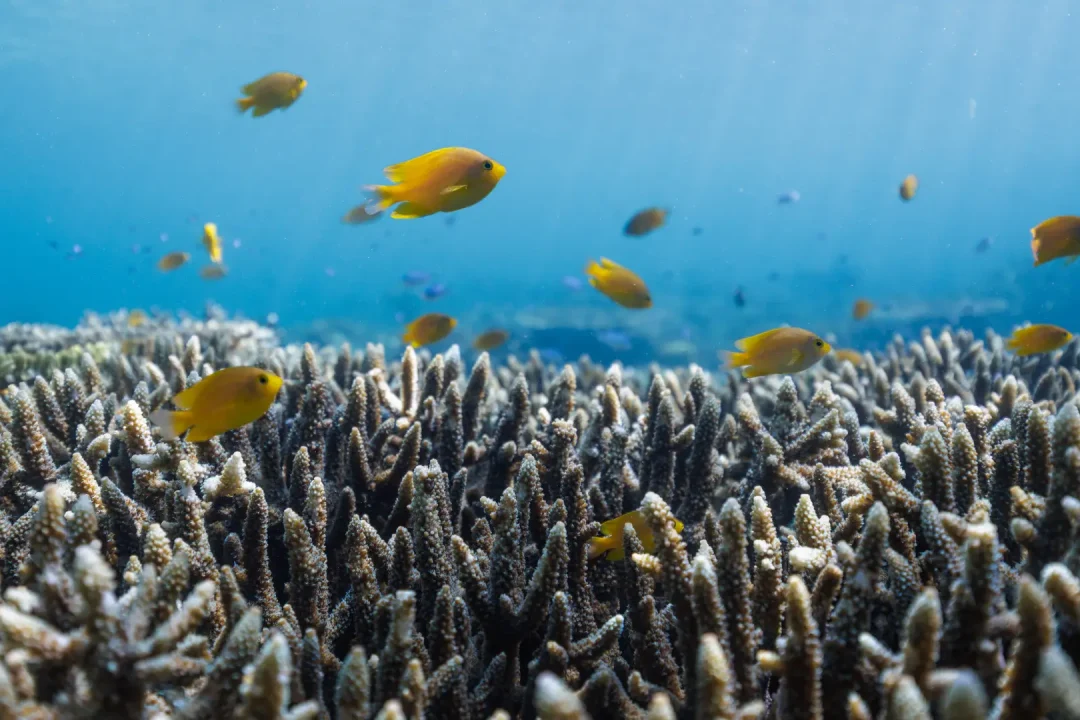 Protecting Paradise Together: The Coral Package at Katembe Private Island